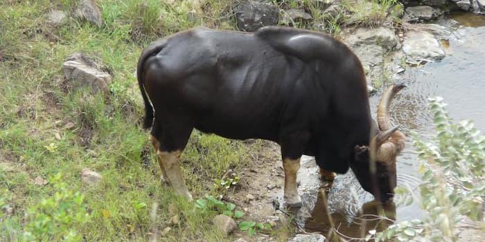 Gaur