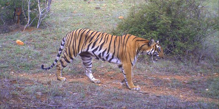 Tiger captured at Sathyamangalam Tiger Reserve