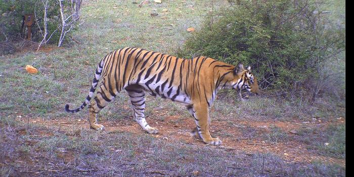 Tiger captured at Sathyamangalam Tiger Reserve