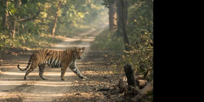 Tiger captures at Sathyamangalam