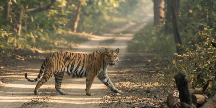 Tiger captures at Sathyamangalam